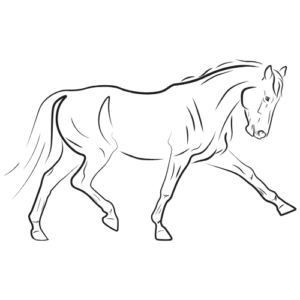 Equino Formato de 20 KG